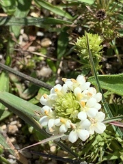 Triphysaria floribunda