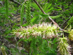 Prosopis andicola