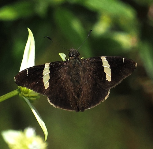 Autochton sulfureolus