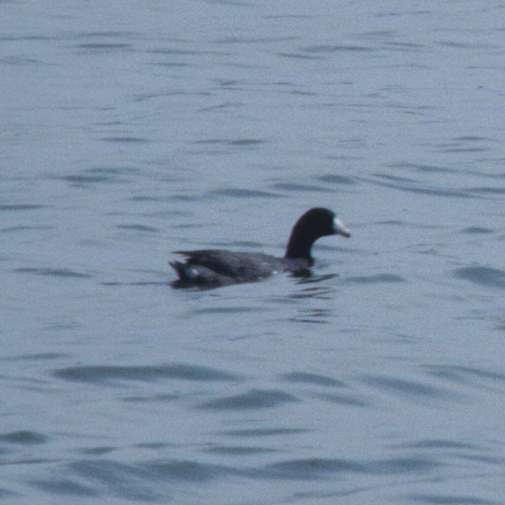 American Coot from Hornsby Bend, Austin, Travis Co., TX on April 27 ...