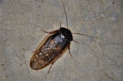 Homoeogamia mexicana