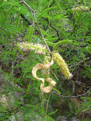 Prosopis andicola