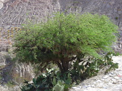Prosopis andicola