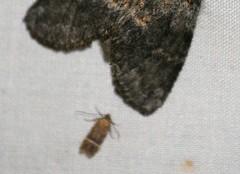 Eudactylota iobapta
