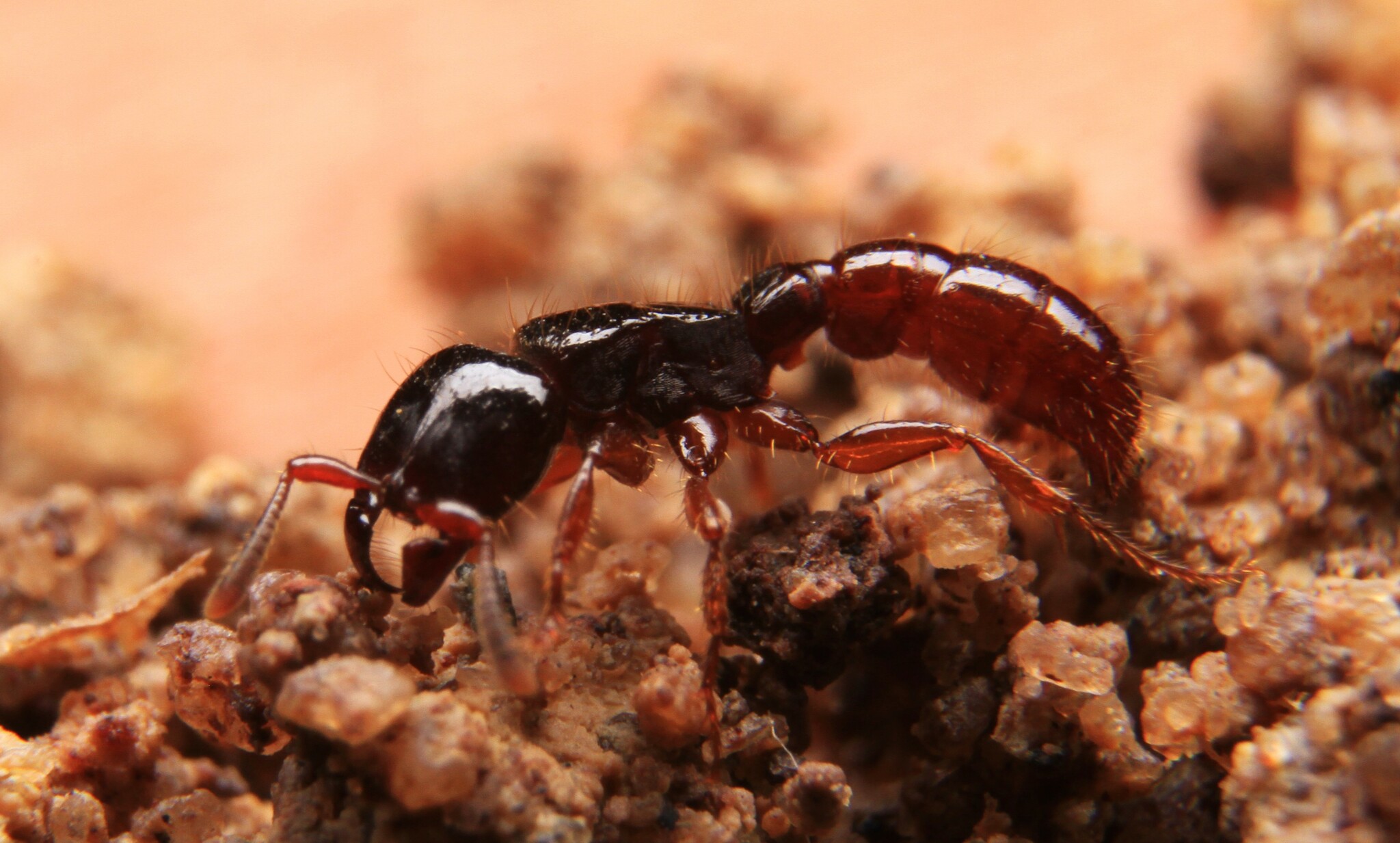 Acanthostichus bentoni