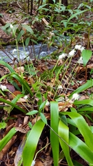 Carex fraseriana
