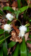 Carex fraseriana