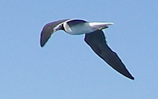 White-eyed Gull｜白眼鸥 参考照片