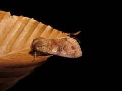 Orthosia rubescens