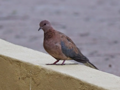 Streptopelia senegalensis