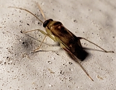 Dagbertus