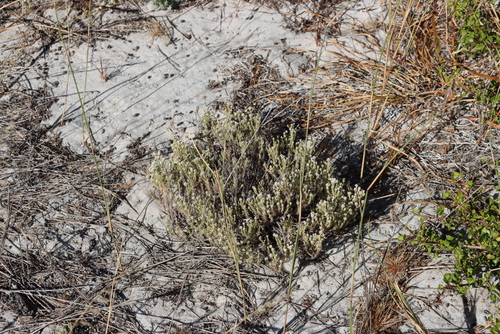 Image of Helichrysum niveum by (c) Tony Rebelo, some rights reserved (CC BY-SA)
