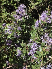 Ceanothus jepsonii