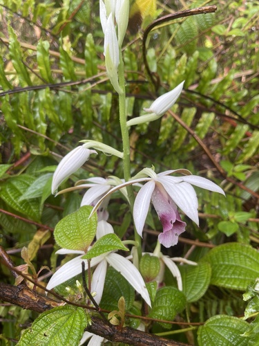 Foto de Orquídea-tanque