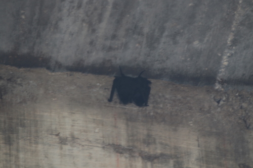 Northern Black Mastiff Bat (Molossus nigricans)