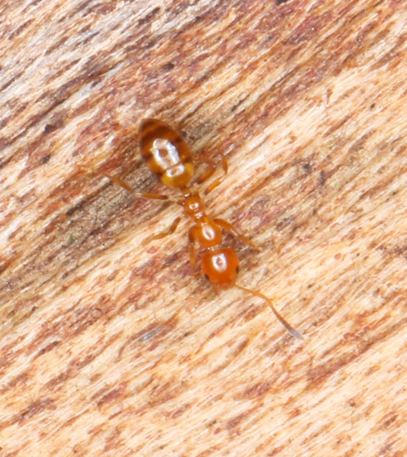 Plagiolepis decora