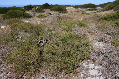 Image of Roepera flexuosa by (c) Tony Rebelo, some rights reserved (CC BY-SA)