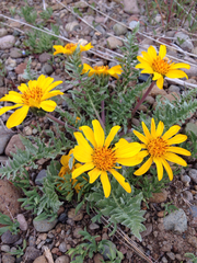 Balsamorhiza