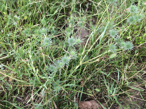 iNaturalist observation photo of Coyote-thistle