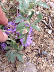 Hydrophyllum alpestre