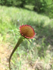 Echinacea atrorubens