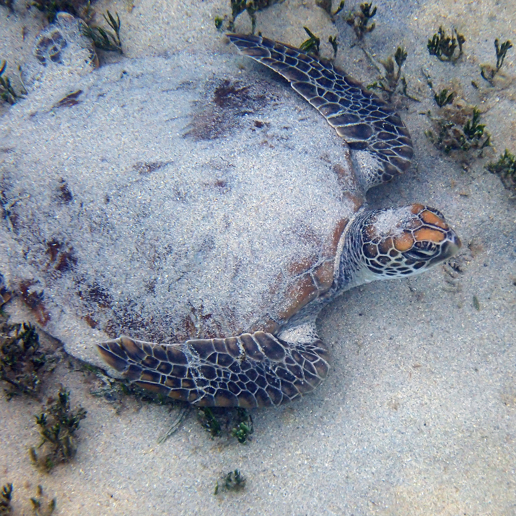 Green Sea Turtle from Emily Bay, Kingston 2899, Norfolk Island on ...