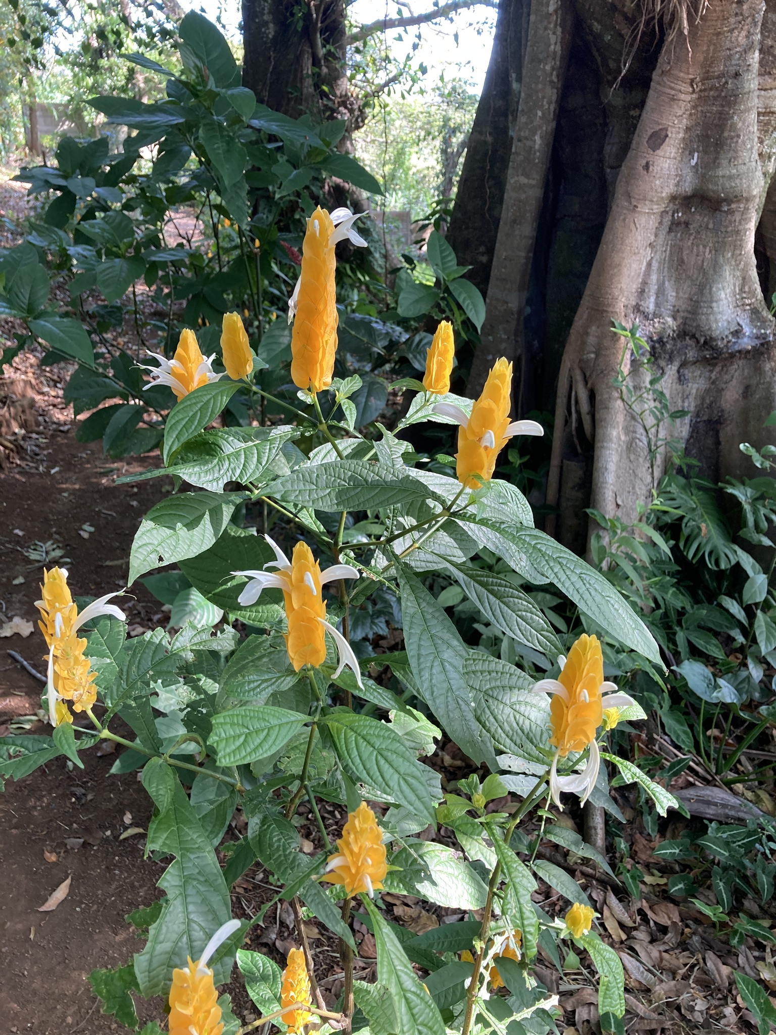 Imagem de Língua-de-sogra