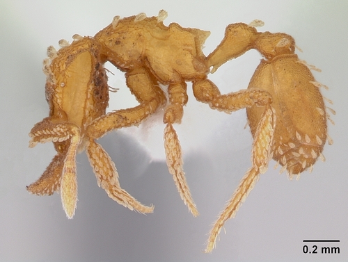 Talaridris mandibularis