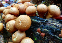 Apioperdon pyriforme image