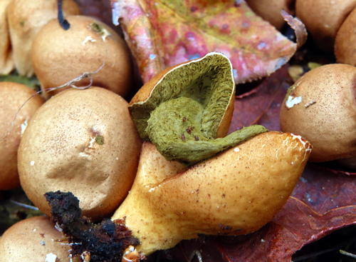 Apioperdon pyriforme image