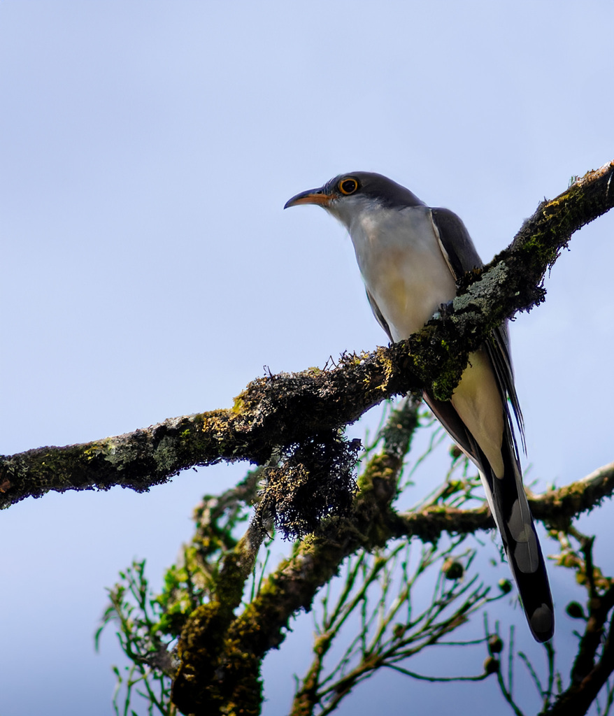 Pearly-breasted Cuckoo