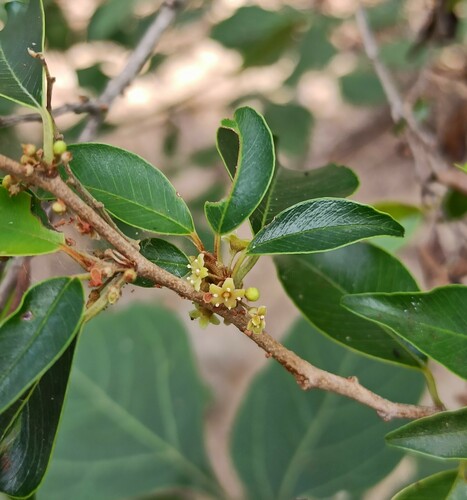 Chrysophyllum marginatum (Chrysophyllum marginatum)