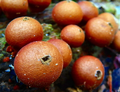 Apioperdon pyriforme image