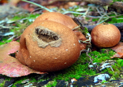 Apioperdon pyriforme image