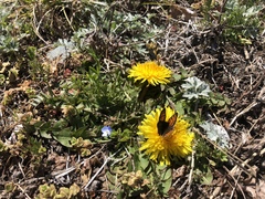 Lycaena phlaeas daimio