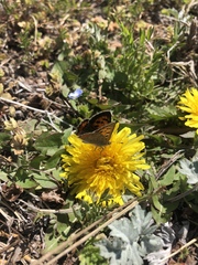 Lycaena phlaeas daimio
