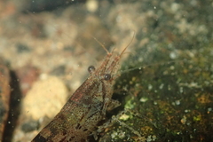 Caridina