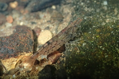 Caridina
