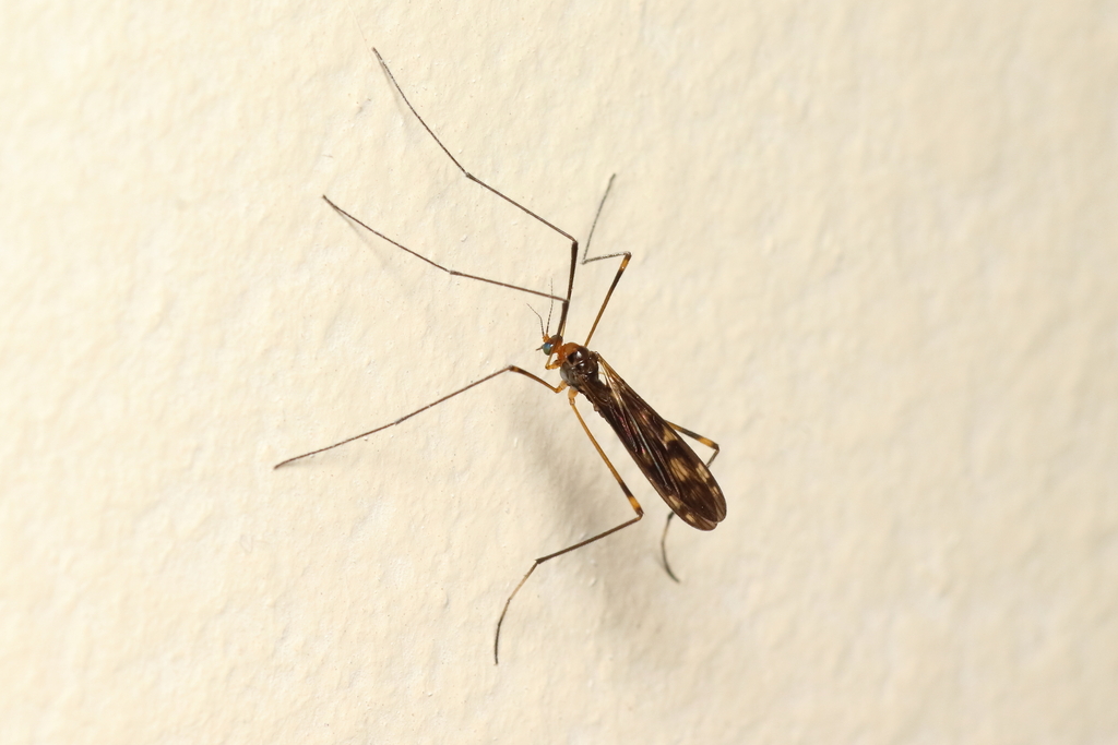 Polymera superba