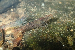Caridina