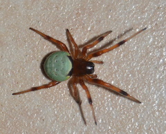 Araneus apricus