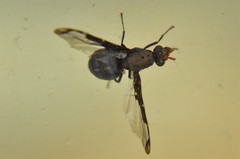 Diacrita