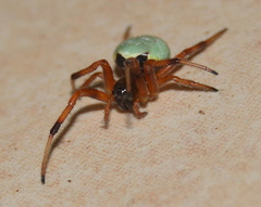 Araneus apricus