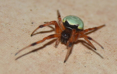 Araneus apricus