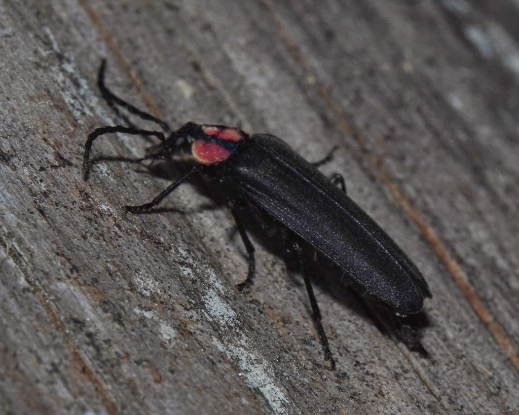 Platylytra