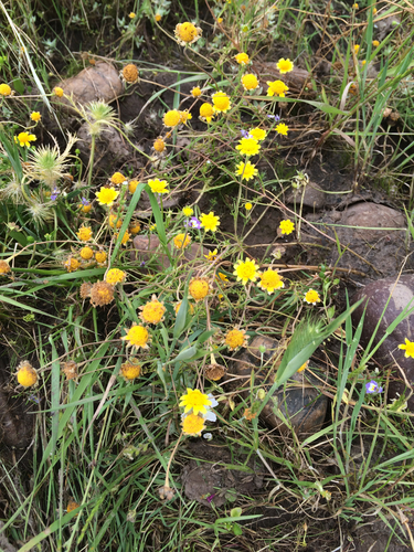 iNaturalist observation photo of goldfields