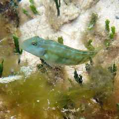 Knife Razorfish photo 5