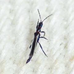 Erythrothrips arizonae