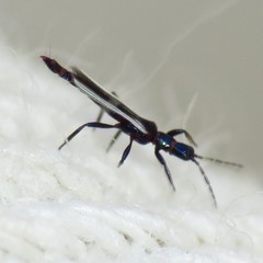 Erythrothrips arizonae