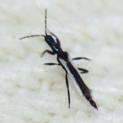 Erythrothrips arizonae
